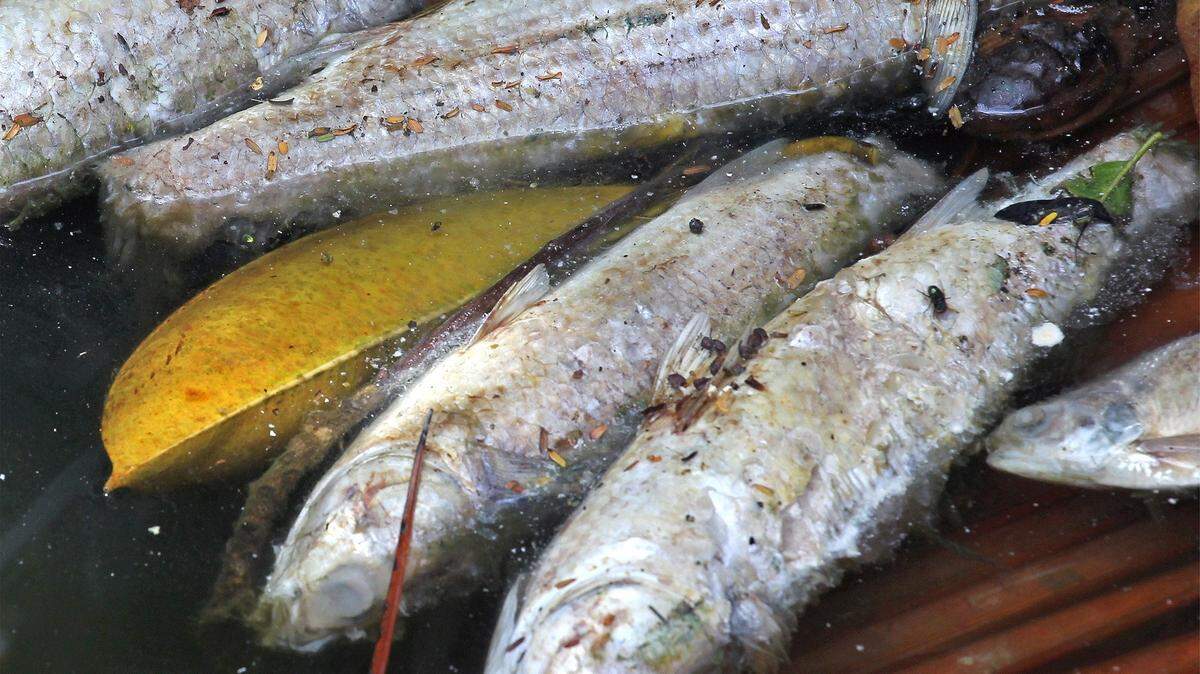 Dead fish found in a Northeast Miami-Dade waterway in 2015.
