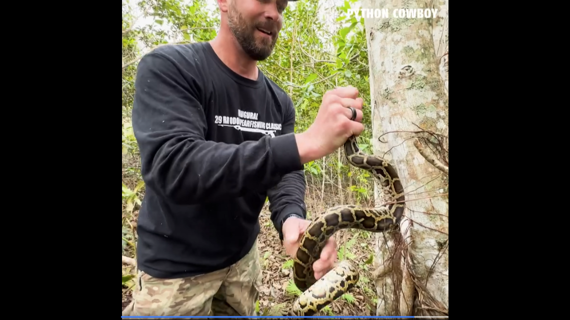 This screengrab shows the moment one of the hunters successfully grabbed the python by the head as it tried climbing higher in the tree.