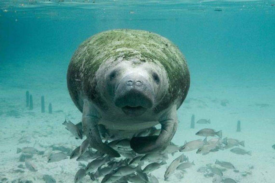 A Florida manatee “strikes a pose” at Three Sisters Springs in Citrus County. Manatees seek refuge in the warmer waters of Florida springs during the winter months.