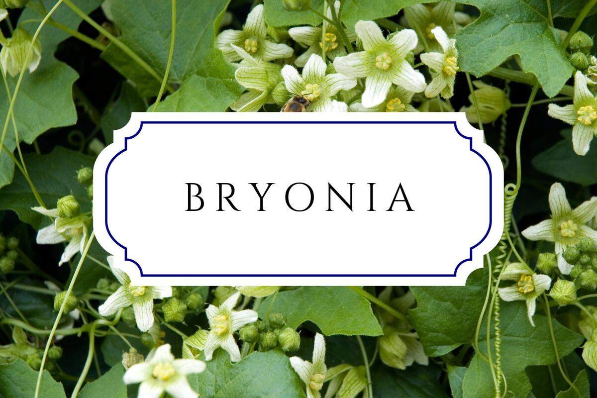 botanical baby names bryonia