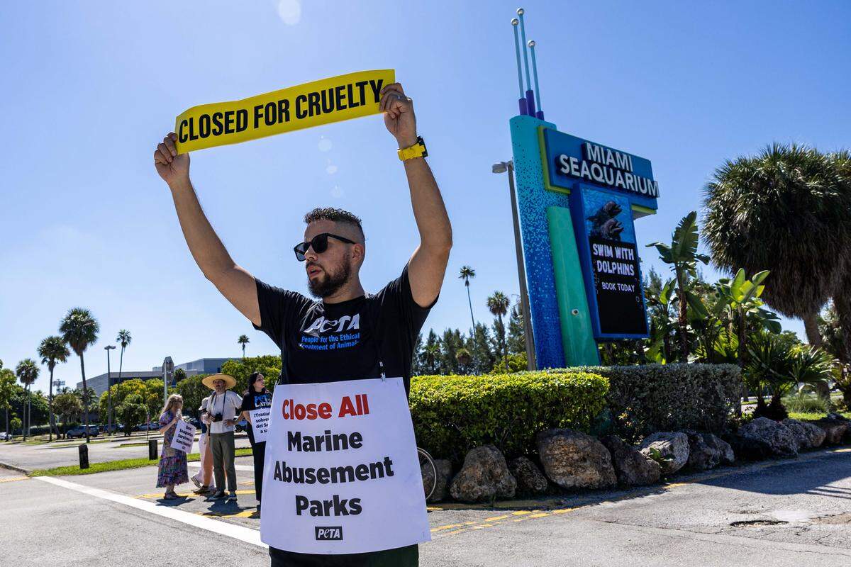 El activista por los derechos de los animales Carlos Rodríguez, de 38 años, sostiene un cartel que dice “CERRADO POR CRUELDAD” y “CIERREN TODOS LOS PARQUES DE ABUSO MARINO” afuera del Miami Seaquarium, el domingo 12 de octubre de 2025, en Key Biscayne, Florida.