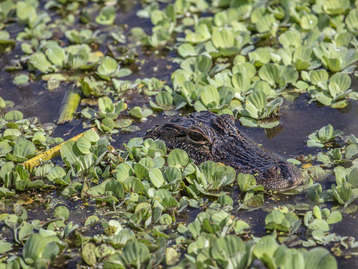 South Bay, Florida: An alligator swims in Stormwater Treatment Area 1 West. Scientists from South Florida Water Management District (SFWMD) were checking out their work on vegetation management in the area.