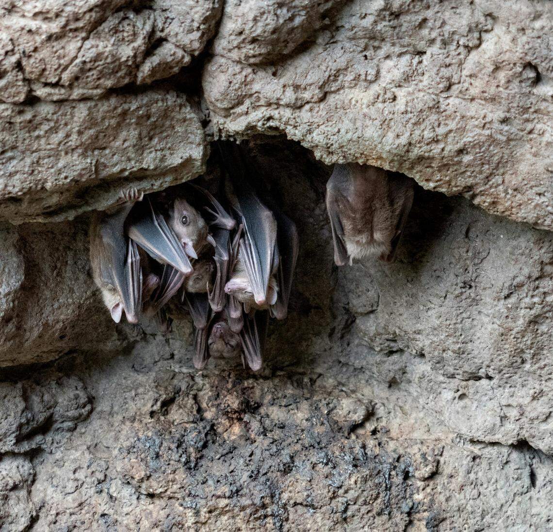 While the fungus is commonly found in bat guano, it can also be spread in fertilizers, bird poop and in the soil, doctors said.