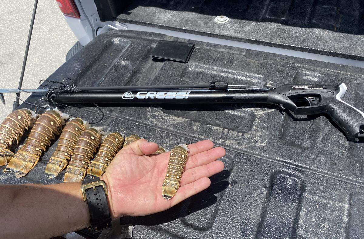 A Monroe County Sheriff’s Office deputy holds a small wrung spiny lobster tail in his hand after citing a Miami man with a variety of fisheries violations Sunday, June 28, 2020.
