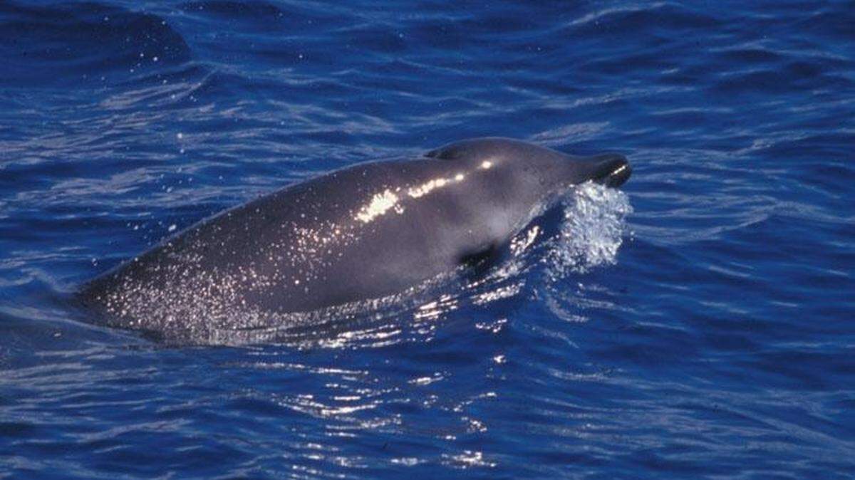 Gervais' beaked whales can reach 17 feet and 2,640 pounds, and can live from 27 to 48 years, NOAA says. This whale is not among the ones found dead on June 18. 