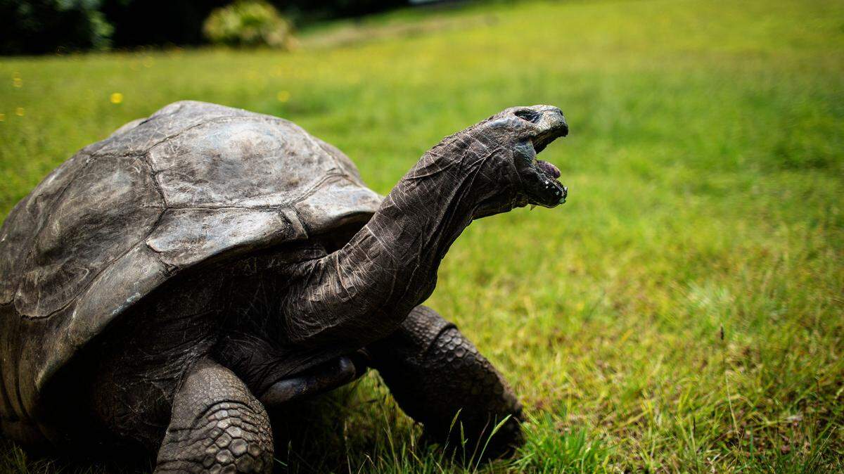 jonathan the tortoise saint helena