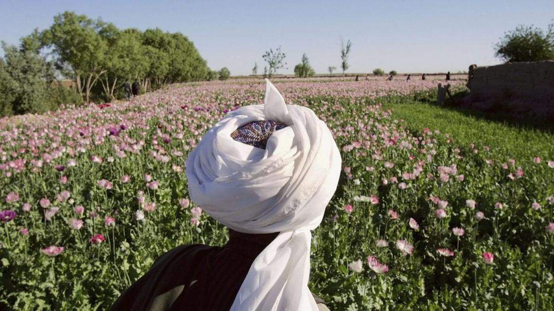 The Taliban reaps huge profits from protecting the opium trade. Afghan poppy farmers, like the one above, say they earn far more than they do growing legal crops.