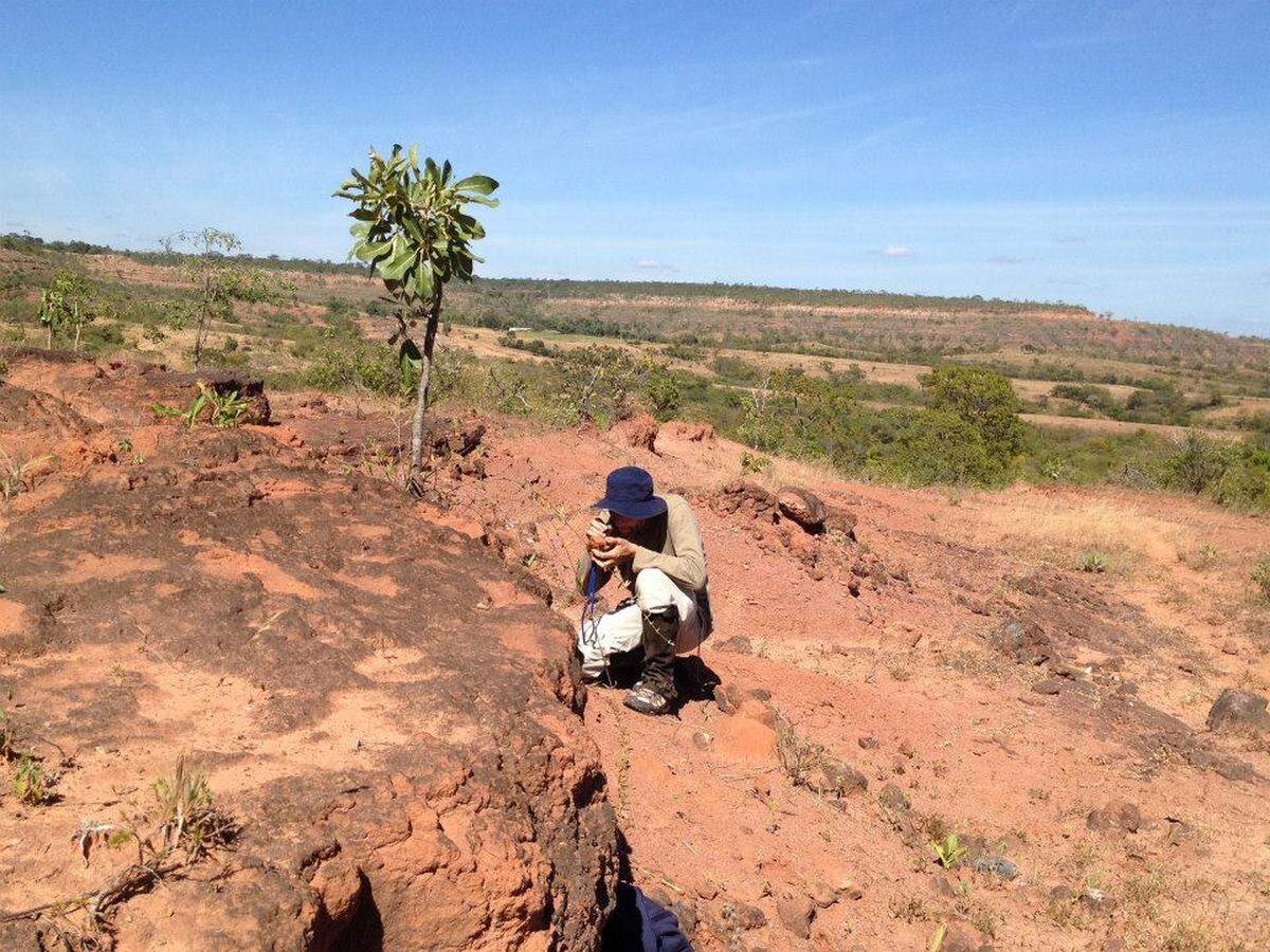 Researchers were looking for long-necked dinosaurs when they discovered something completely new.