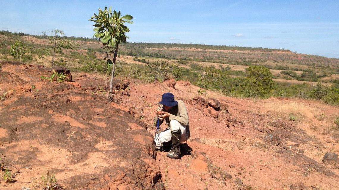 Researchers were looking for long-necked dinosaurs when they discovered something completely new.