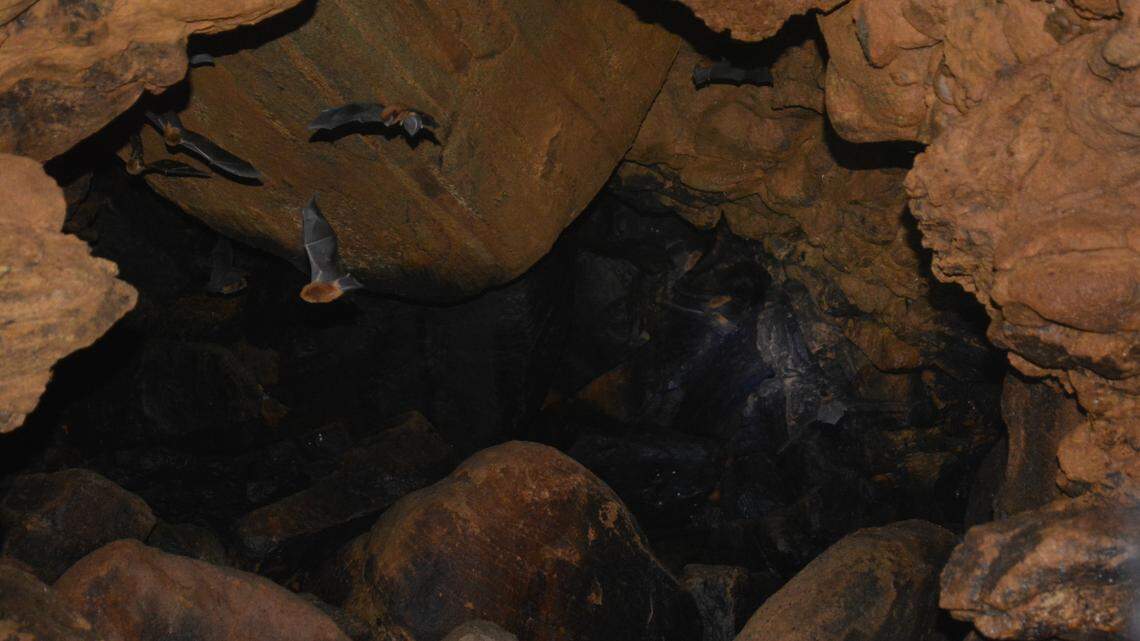 Scientists ventured into a cave in Karnataka and discovered a “cryptic” new animal species living there, photos show and the study said.