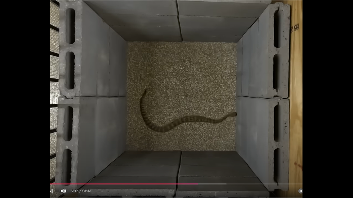 This southwestern speckled rattlesnake appeared to have more trouble climbing than the diamondback rattlesnakes, Bryan Hughes says.