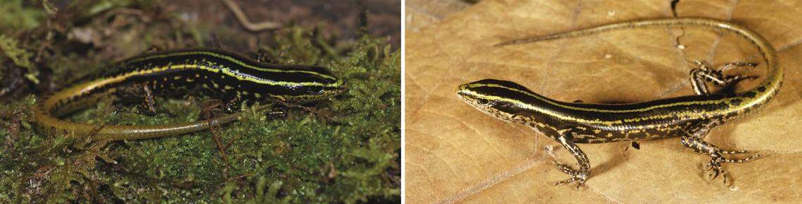 The skinks were named after their distinct color pattern, according to scientists.