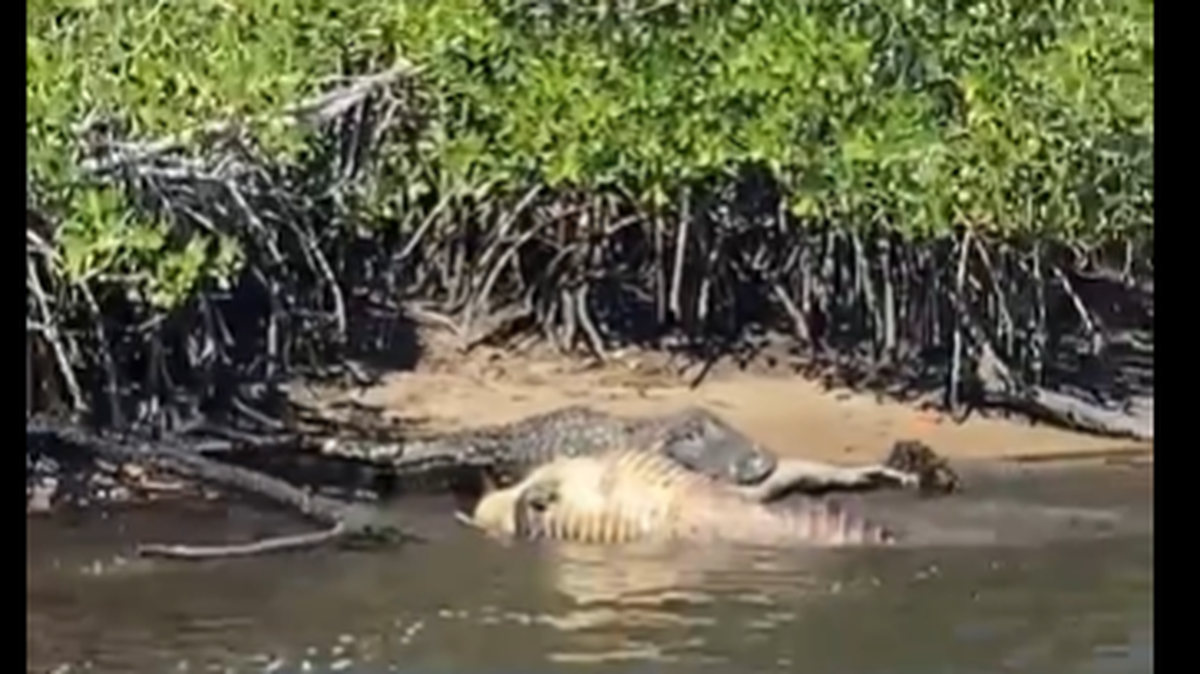 Two alligators were recorded trying to kill each other in Florida’s Everglades, and video shows both resorted to the notorious death roll known to rip off body parts.