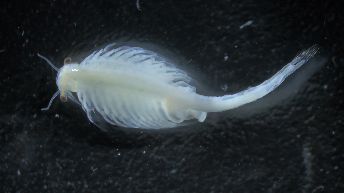 The newly-discovered species Artemia amati from Kazakhstan.