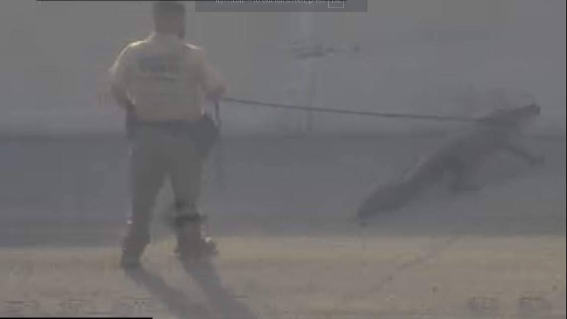 A 9-foot alligator caused some traffic on Florida’s Turnpike near Northwest 74th Street. Authorities rescued it safely during morning rush hour.