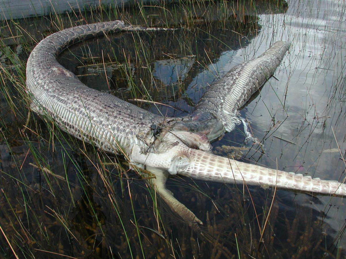 In Everglades National Park, on Sept. 27, 2005, the park’s contract helicopter pilot Michael Barron captured this now famous image of a dead Burmese python that had apparently swallowed an American alligator. The head of the python was missing. The tail and hind limbs of the dead alligator protruded from a hole in the mid-body of the dead python.