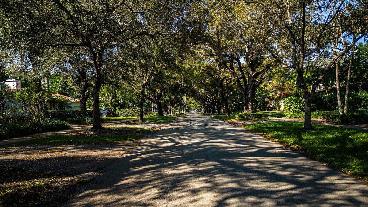 View of the dense tree canopy along Palermo Avenue in Coral Gables, on Wednesday December 14, 2022.