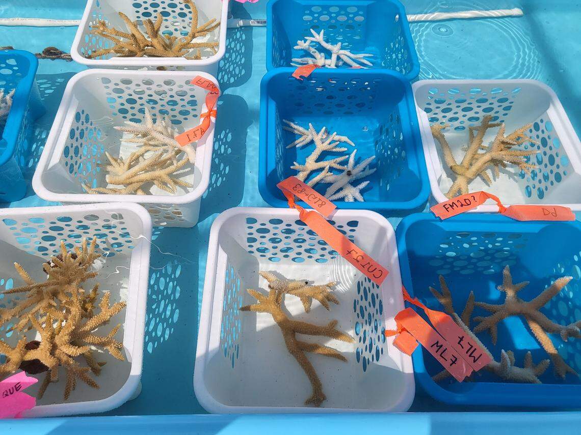 Bleached and paled fragments of Elkhorn and Staghorn corals are parceled out into a seawater aquarium at Keys Marine Laboratory, where scientists are frantically rushing to store corals imperiled by the record-breaking heat.