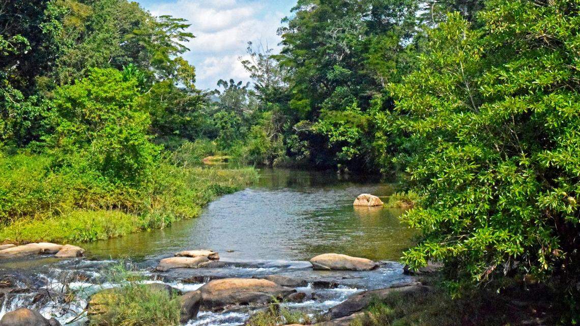 In the fast-flowing rivers of eastern Zimbabwe, two new species were discovered.