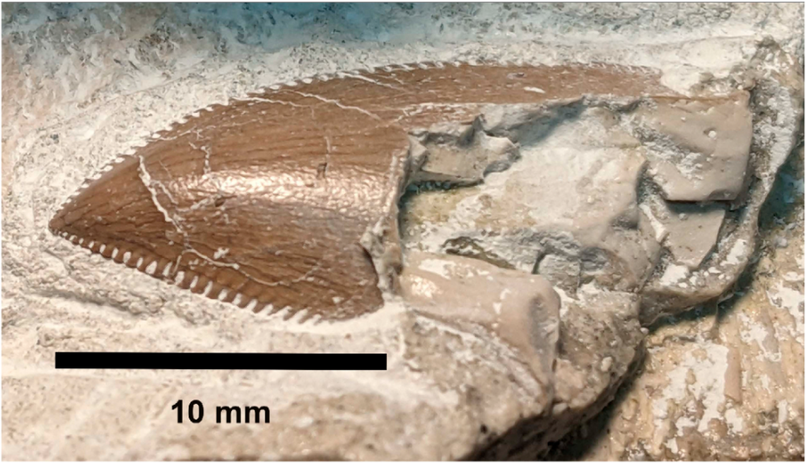 A “blade-like” tooth from the same species was found near the pelvis, and may have been sign of cannibalism.