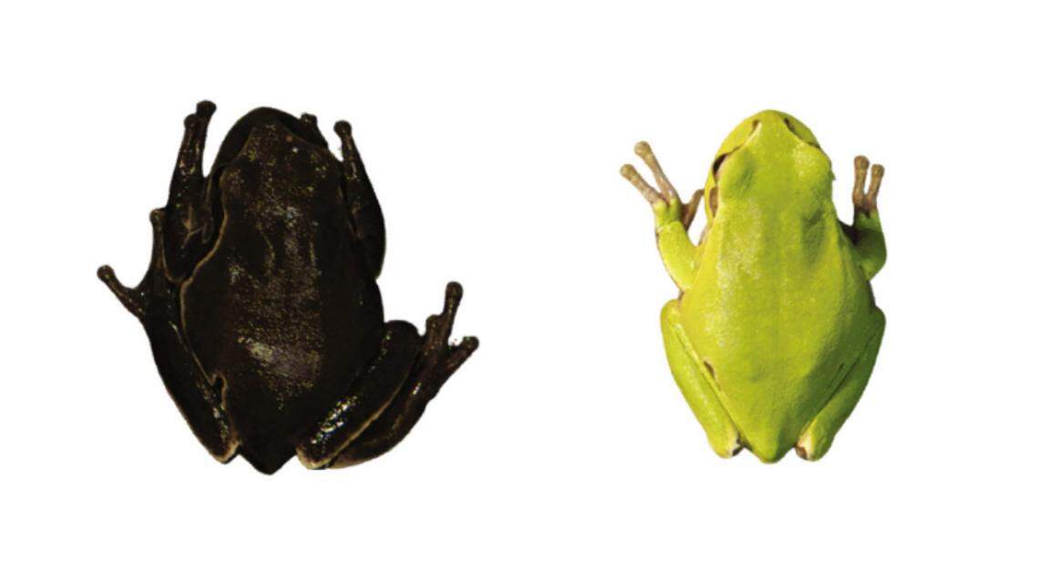Tree frogs near Chernobyl nuclear disaster site adapted to historic radiation with darker coloring, going from green to black, study finds.