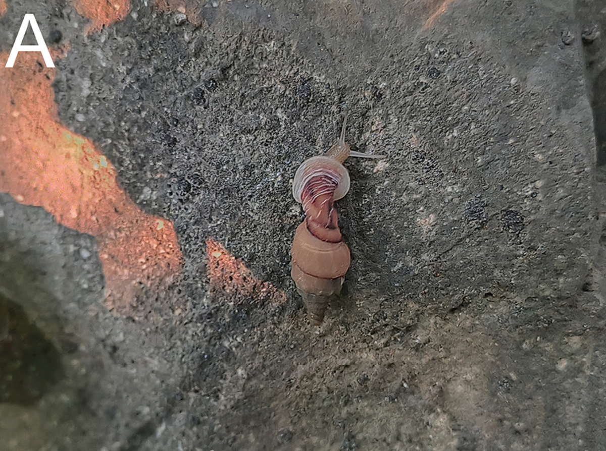 The snail’s shell has an oblong shape and multiple whorls, or twists, researchers said.