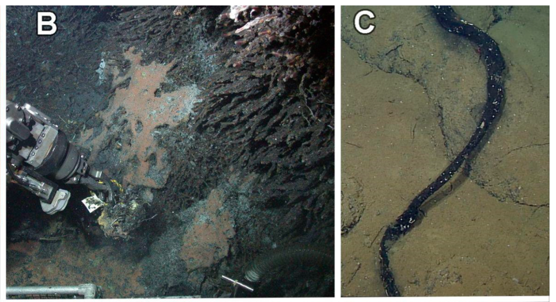 Researchers found the creatures on pieces of wood and bone and in bushes of tubeworms.