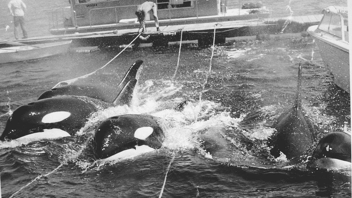 Lolita spent five decades at Miami Seaquarium. Watch footage of her through the years