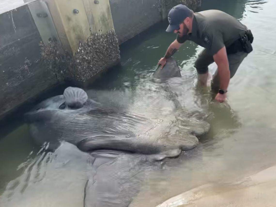 This body cam image shows a Volusia County sheriff’s deputy doing his best to pull the fish out of shallow water.