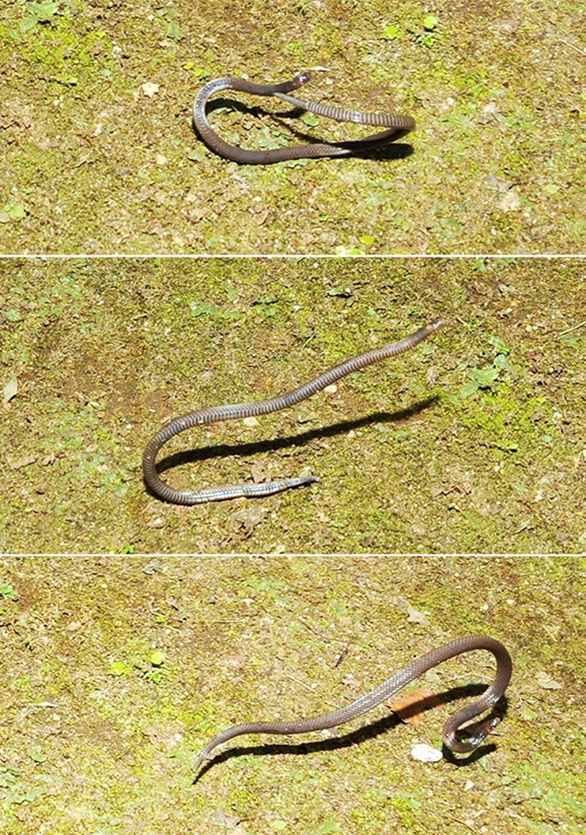 Photos show the different phases of the snake’s cartwheel.