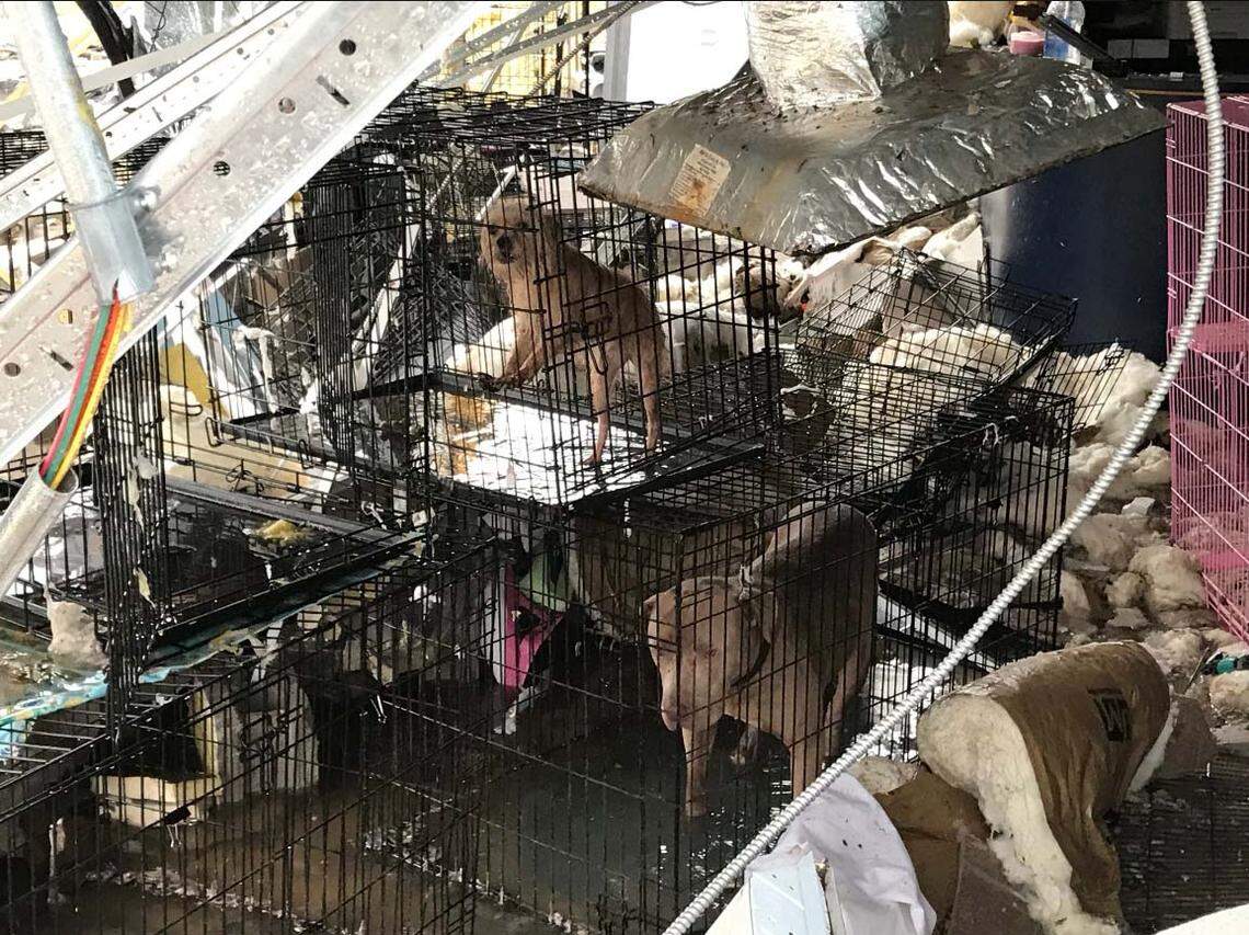 Dogs at the Pawaday Inn kennel in Panama City all survived, even though the walls collapsed, during Hurricane Michael.