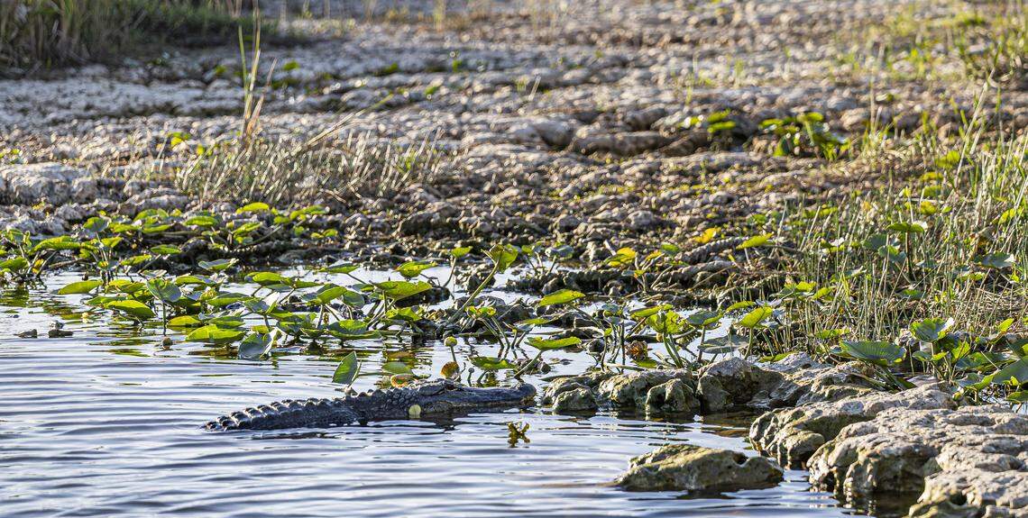 A view of an American Alligator in the Florida Everglades on Tuesday, March 10, 2026. Florida is currently experiencing widespread drought, with conditions drier than usual for April.