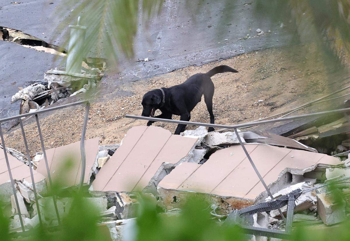 A dog from the search and rescue team looks through debris for survivors at the Champlain Towers South Condo in Surfside, Florida, Friday, June 25, 2021. The building partially collapsed on Thursday, June 24.