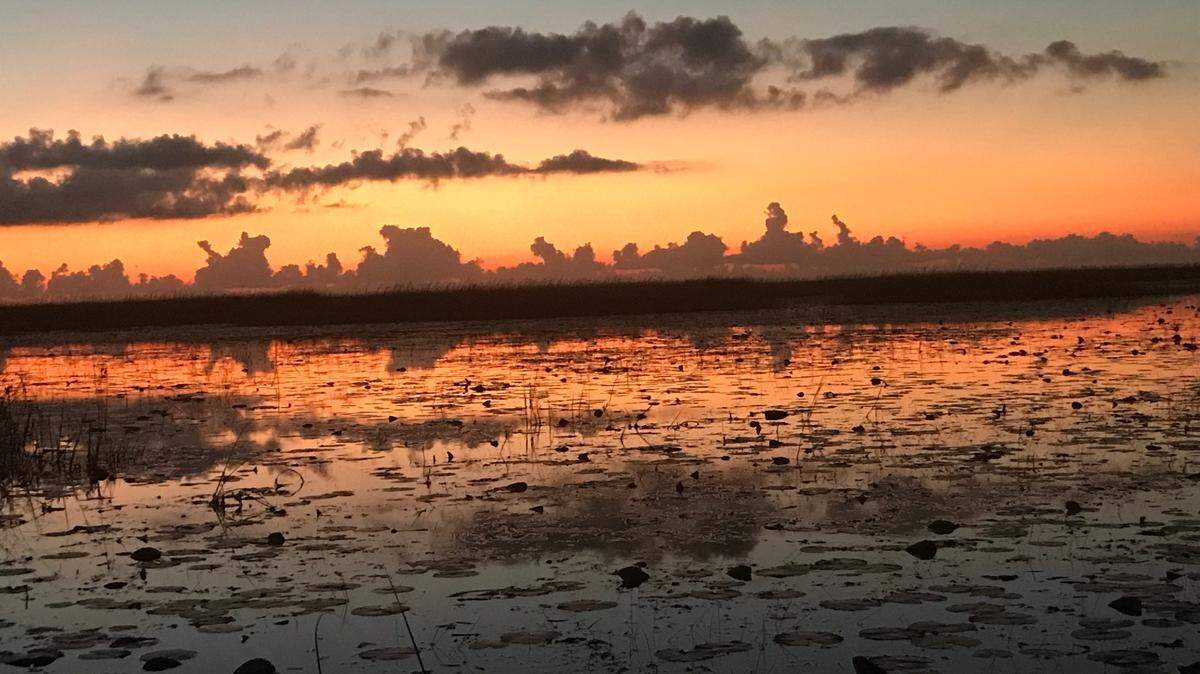 The early duck season for teal and wood ducks gives duck hunters their first opportunity to again watch a sunrise from a duck blind in marshes in the Everglades.