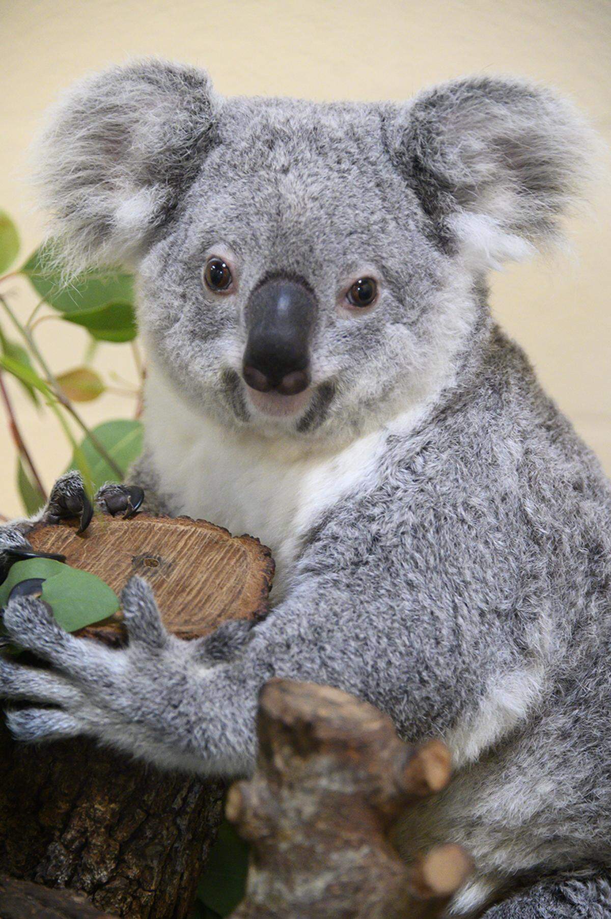 Rinny, Zoo Miami’s female koala, died Sunday, Nov. 3, 2024.