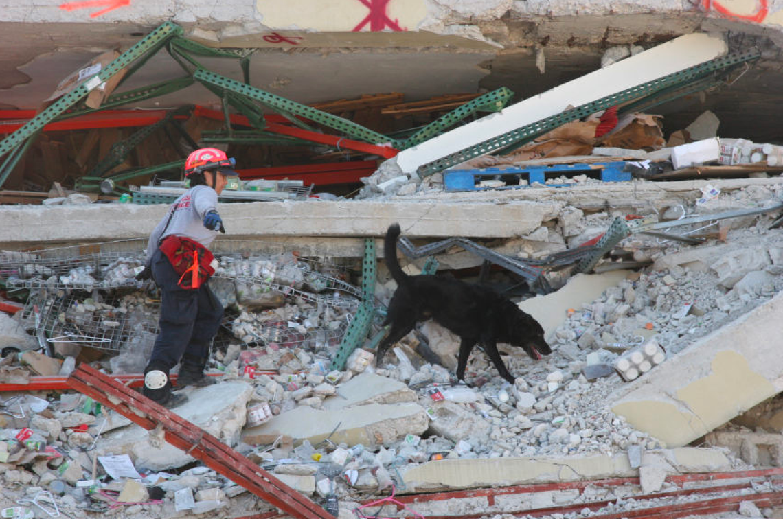 Canine handler Sylvia Arango, using search dog to identify possible areas of victims and location at Caribbean market.