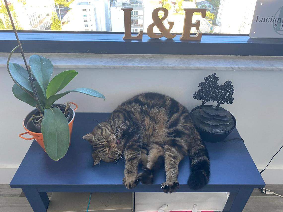 Gato does what cats do best. Sleep. “They really sleep like 18 hours a day,” observes cat dad Eric Marshall. Gato is seen here napping at owners Luciana and Eric Marshall’s Miami Beach home.