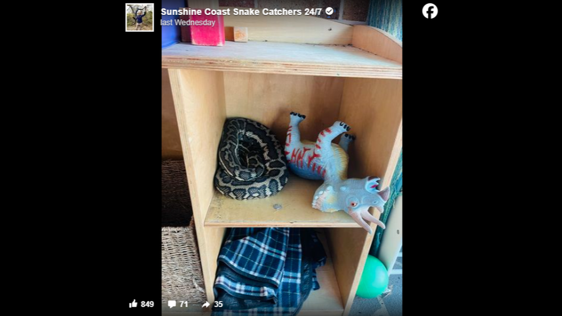 A coastal carpet python curled up for a snooze after eating a meal on a toy shelf in an Australian day care center, snake catchers said.