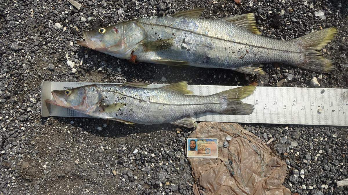 Florida Fish and Wildlife Conservation Commission police released a photo of two snook that a Miami man killed with a spear gun Wednesday, July 24, 2019.