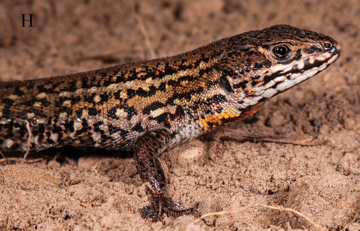 The lizards have a light orange patch on the base of their necks and dark and light stripes.