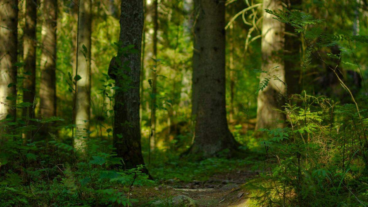 In the eastern forests of Finland, a creature rarely seen made multiple appearances in front of a wildlife photographer.