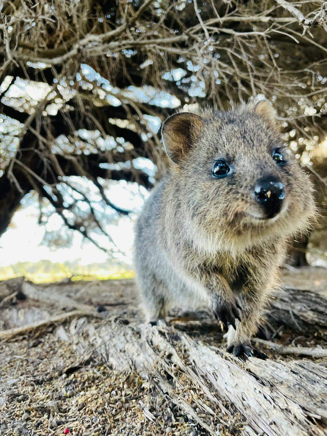 Quokkas developed popularity for their willingness to participate in selfies on the Australia tourist island.