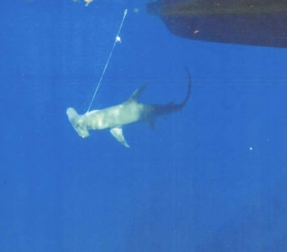 A hammerhead shark struggles on a commercial longline hook off Jupiter, Florida, in August 2020.