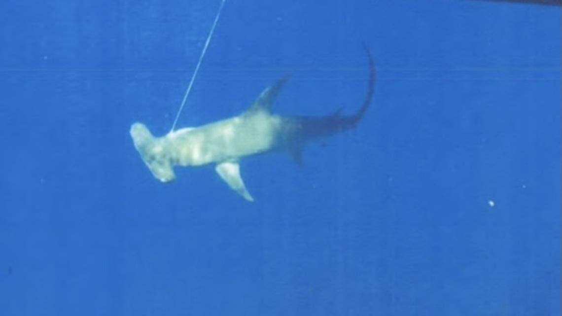 A hammerhead shark struggles on a commercial longline hook off Jupiter, Florida, in August 2020.