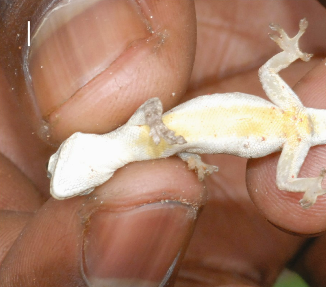 A female Lygodactylus gamblei, or Gamble’s dwarf gecko, as seen from below.
