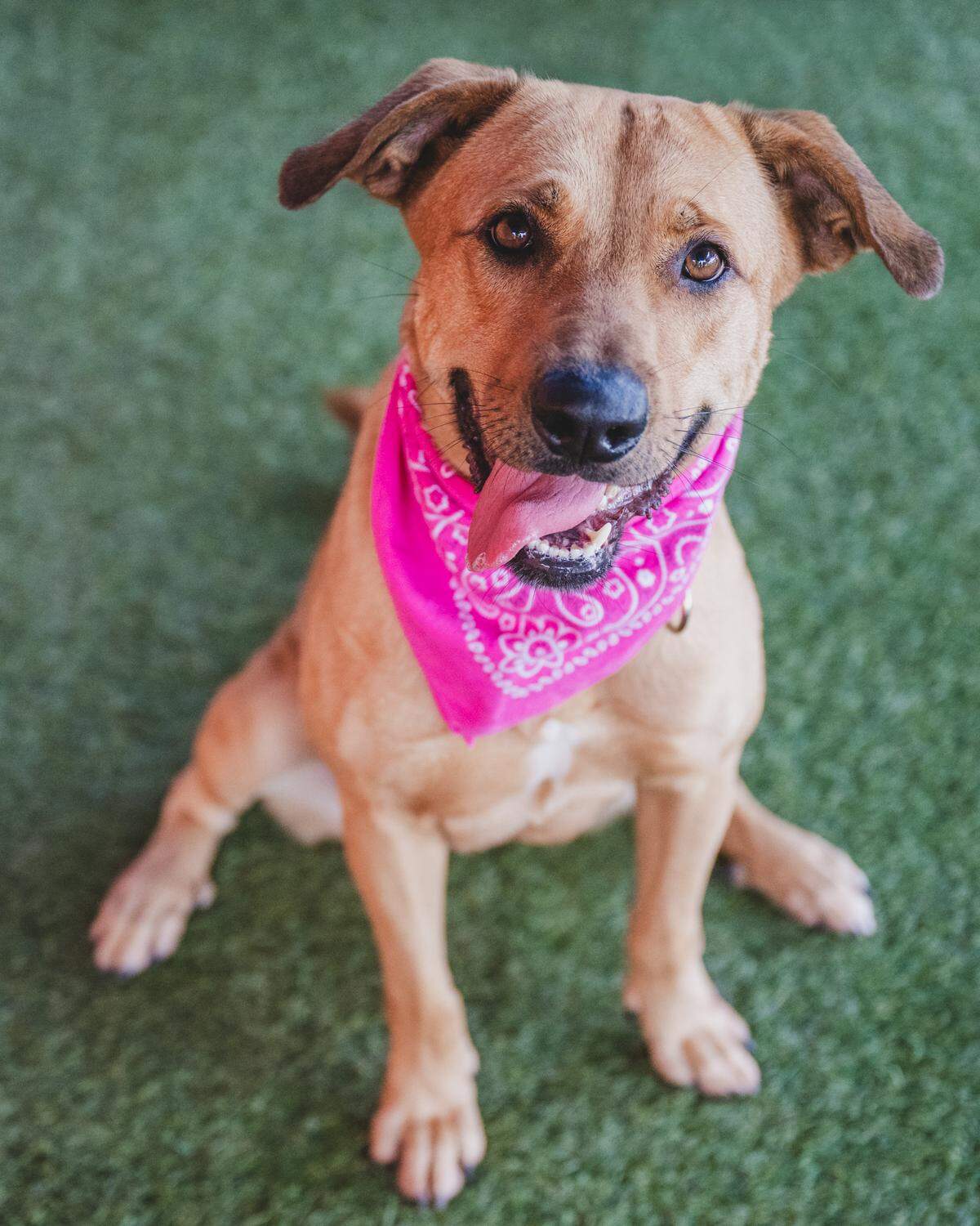 Nala #A2481372 is an affectionate 16-month-old who is a little shy at times. She loves being around her humas but is a little unsure around other dogs in the playgroups. She is a gentle girl who warms up quickly to her human handlers and would thrive and a calm environment.