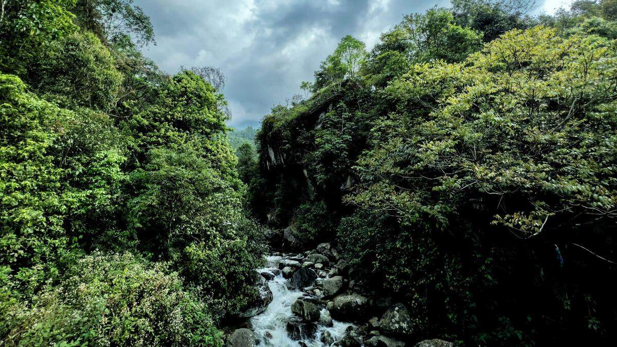 In the northern forests of Vietnam, a tiny primate baby marks a landmark for a critically endangered species.