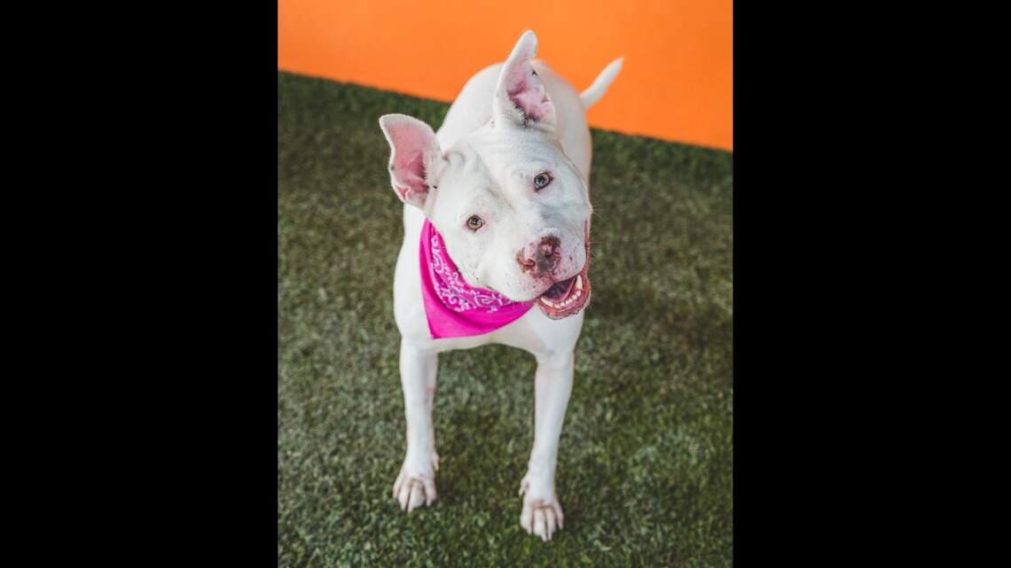 Looking for a pet? Give Abigail (or any of these Miami dogs) a new leash on life