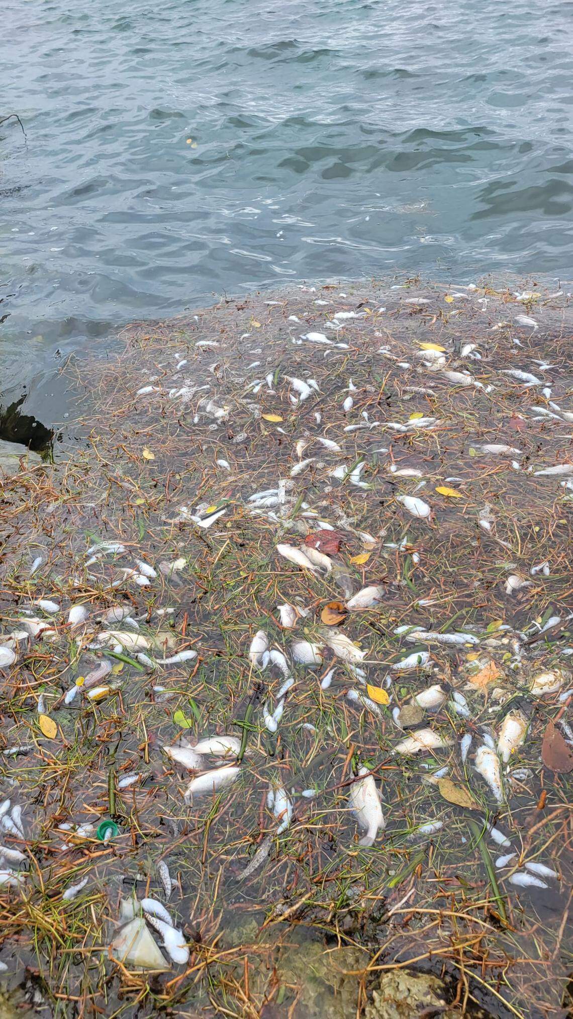 Residents started reporting clumps of dead fish to Miami Waterkeeper Wednesday morning, and officials quickly confirmed it was another major fish kill for Biscayne Bay.