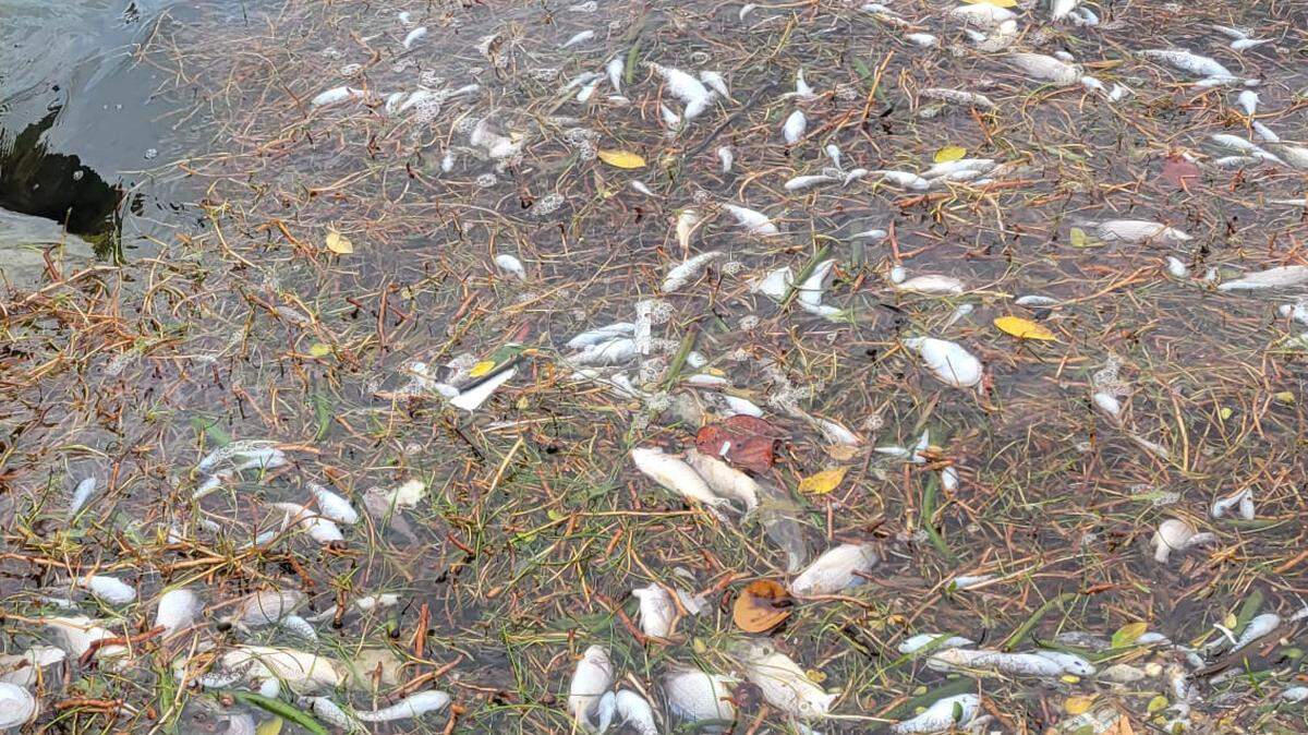 En 2022 una gran mortandad de peces asoló el norte de la Bahía de Biscayne, dejando restos como este cerca de Pelican Harbor. La mortandad de peces de esta semana fue menor, pero nos recuerda lo vulnerable que es la bahía durante la temporada de lluvias de verano.